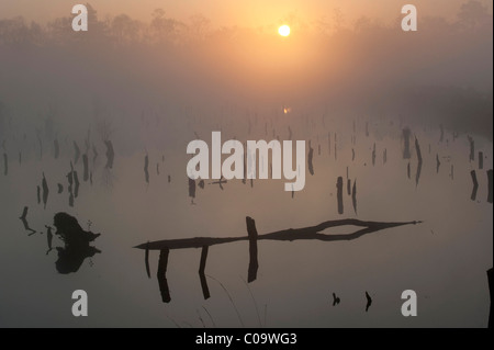 Sunrise nel Venner Moor, venne, Renania settentrionale-Vestfalia, Germania, Europa Foto Stock