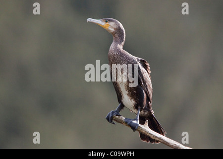 Cormorano (phalacrocorax carbo) fuldabrueck vicino a Kassel, Nord Hesse, Hesse, Germania, Europa Foto Stock