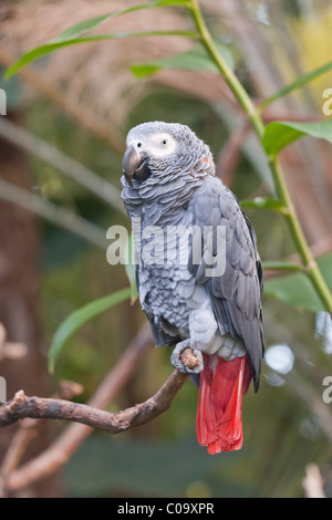 Pappagallo grigio africano seduto su un ramo in una verdeggiante ambiente verde Foto Stock