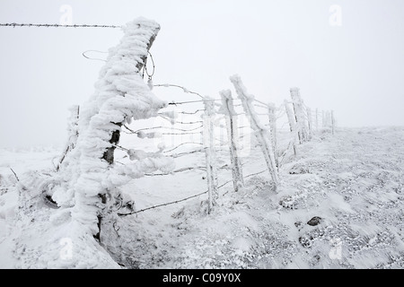 Un gelo recinto coperto in vulcani di Auvergne riserva naturale (Francia). Clôture recouverte de givre en Auvergne (Francia). Foto Stock