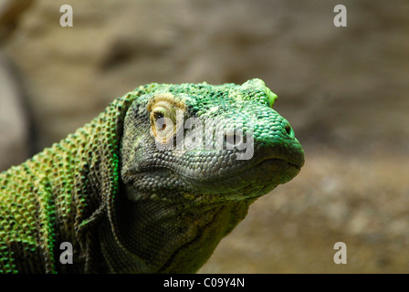 Ritratto di drago di Komodo lizard (Varanus komodoensis) in cattività. Foto Stock
