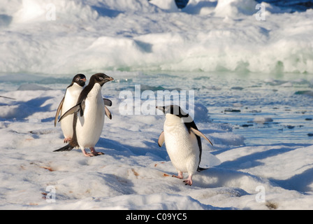 Tre i pinguini Adélie (Pygoscelis adeliae) su ghiaccio dal mare. Paulet Island, Penisola antartica. Foto Stock