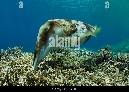 Broadclub Seppie (Sepia latimanus) deposizione delle uova in corallo. Lembeh strait, celebes mare, Nord Sulawesi, Indonesia. Foto Stock