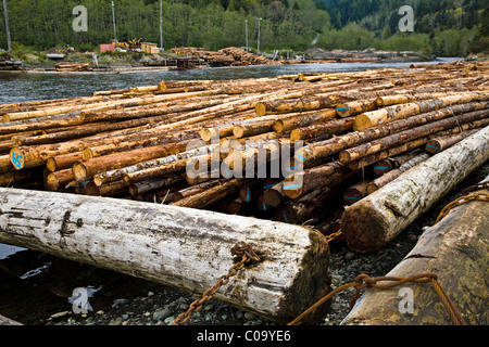 Materie logs formati in zattere in attesa di un alta marea a galleggiante per una segheria Foto Stock