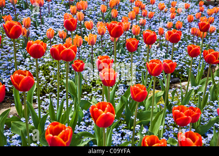 Tulipani arancio in un letto di dimenticare blu-me-non fiori Foto Stock