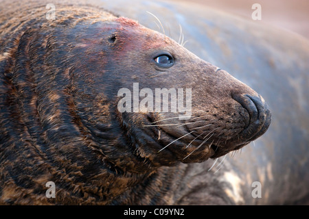 Atlantico guarnizione grigio (Halichoerus grypus) sulla spiaggia, Donna Nook, Lincolnshire, Inghilterra. Europa Foto Stock