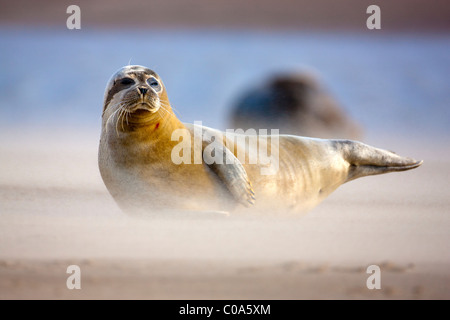 Atlantico guarnizione grigio (Halichoerus grypus) sulla spiaggia, Donna Nook, Lincolnshire, Inghilterra. Europa Foto Stock