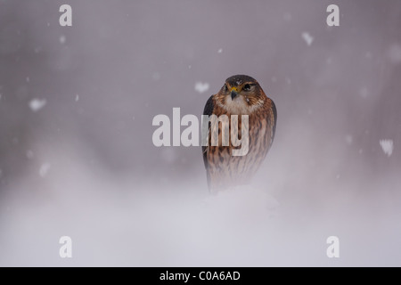 Merlin in neve nel Parco Nazionale di Cairngorms in Scozia (Falconer's captive bird) Foto Stock