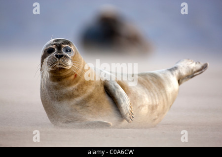 Atlantico guarnizione grigio (Halichoerus grypus) sulla spiaggia, Donna Nook, Lincolnshire, Inghilterra. Europa Foto Stock