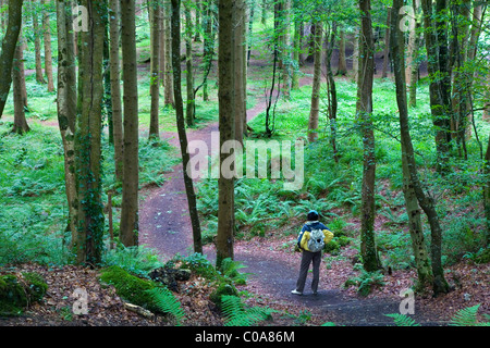 Escursionista donna in Dooney Rock foresta. Vicino a Sligo città. Nella contea di Sligo. Repubblica di Irlanda. Foto Stock