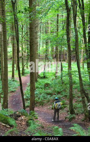 Escursionista donna in Dooney Rock foresta. Vicino a Sligo città. Nella contea di Sligo. Repubblica di Irlanda. Foto Stock