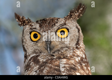 Close-up verticale di un macchiato il gufo reale (Bubo africanus) con grandi occhi Arancio, Sud Africa Foto Stock