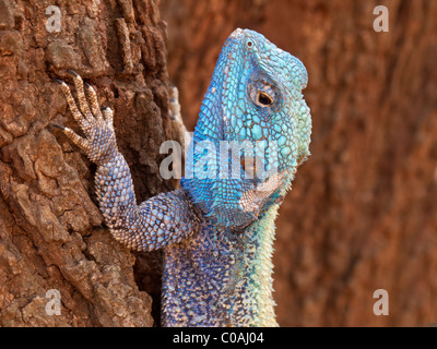 Albero maschio AGAMA SA (Acanthocercus atricollis) in luminosi colori di allevamento, Kruger National Park, Sud Africa Foto Stock