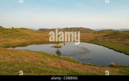 Lily tarn su loughrigg cadde. Vicino a ambleside, cumbria, Regno Unito. maggio. la mattina presto. nel distretto del lago, laghi inglesi. Foto Stock