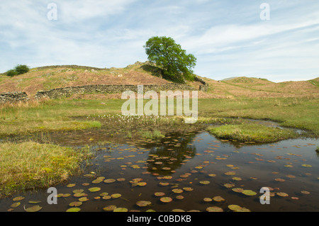 Piscina sulla sommità del loughrigg cadde vicino a lily tarn al di sopra di ambleside, cumbria, Regno Unito. maggio. ninfea bianca . può Foto Stock