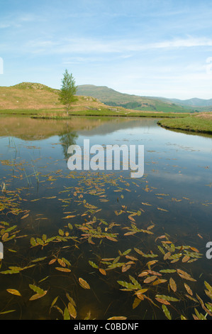 Lily tarn su loughrigg cadde, cumbria, Regno Unito. maggio. Foto Stock