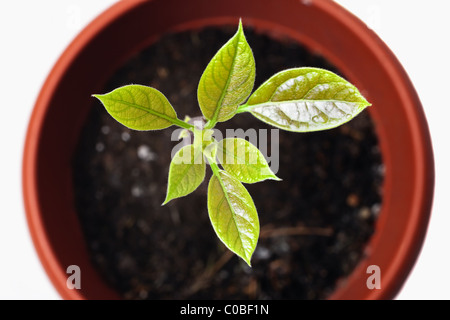 Giovane pianta avocado in una pentola di close-up Foto Stock