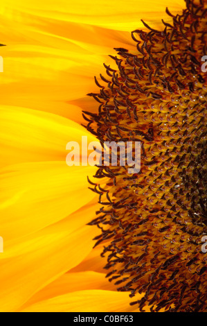 Girasole Helianthus annuus Foto Stock