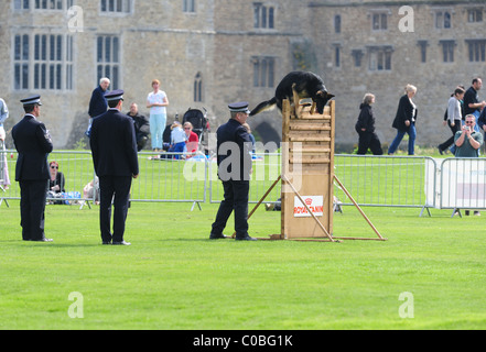 Un cane di polizia & team Gestore di competere a livello nazionale di polizia prove del cane, ospitato da Kent Polizia, al Castello di Leeds, Kent. Foto Stock