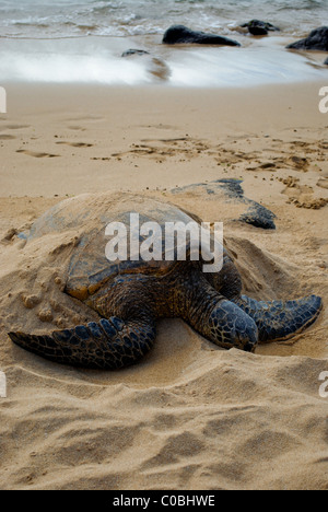 Tartaruga di mare di sabbia sulla spiaggia. Foto Stock