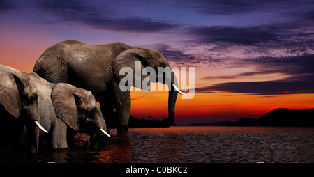 Elefanti a irrigazione nelle savana africana Foto Stock