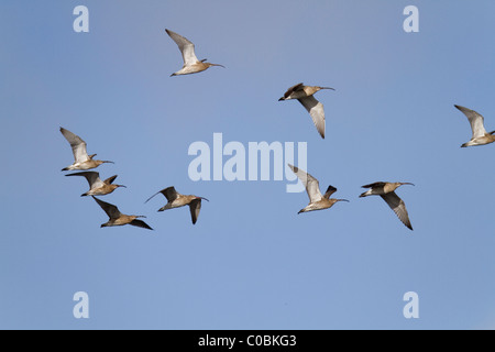 Curlew; Numenius arquata; gregge in volo Foto Stock