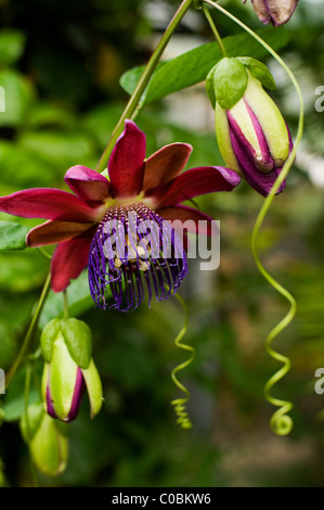 Un aperto dei fiori e boccioli - così come lo stelo e il curling viticci - di un viola fiore della passione (Passiflora phoenicia o alata Foto Stock