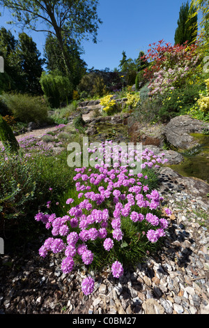 La parsimonia o rosa mare Armeria maritima in giardino rockery Dewstow Gardens Wales UK Foto Stock