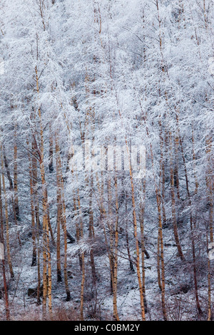 Betulla; Betula pendula; coperte di neve; Norvegia Foto Stock