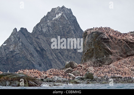 Chinstrap Penguin Rookery (pygoscelis antarctica), Point Wild, Elephant Island, South Orkneys Foto Stock