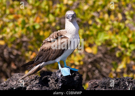 Blu-footed booby in piedi su una roccia tra le isole Galapagos fissando dritto. Sfocato giallo verde fogliame sullo sfondo. Foto Stock