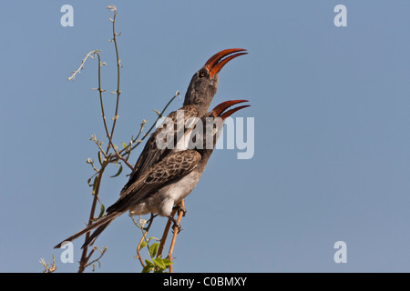 Due red-fatturati hornbill nel profilo - rivolto verso destra Foto Stock