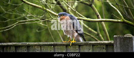 Sparviero maschio in cerca di preda si appollaia su Recinzione in legno in un giardino di Cheshire in Alsager England Regno Unito Regno Unito Foto Stock