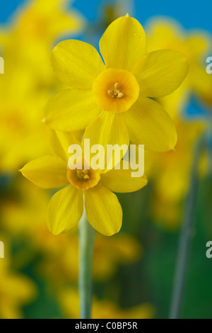 Narcissus 'Baby Luna' Daffodil Div 7 Jonquilla Aprile Foto Stock