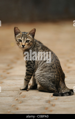 Nazionale indiano (PET) cat guardando indietro Foto Stock