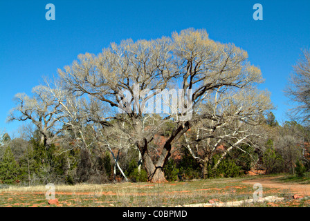 Grandi Fremont pioppi neri americani alberi al Red Rock State Park a Sedona in Arizona Stati Uniti America STATI UNITI D'AMERICA Foto Stock