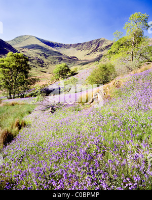 In Bluebells cwm Pennant, Snowdonia National Park. Galles Foto Stock