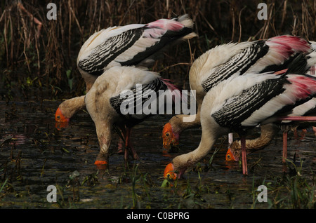 Dipinto di cicogne in alimentazione di Keoladeo Ghana National Park, Bharatpur, India Foto Stock