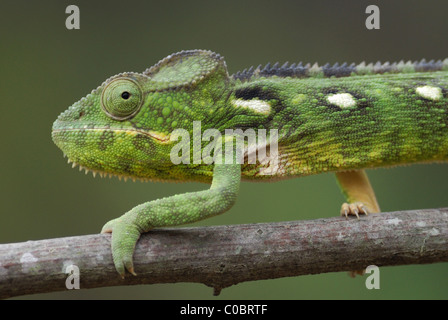 Femmina gigante malgascio Chameleon (Furcifer oustaleti) in Anja Riserva Naturale, Madagascar centrale. Agosto 2010. Foto Stock