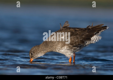 Redshank, (Tringa totanus), alimentando in piscina Foto Stock