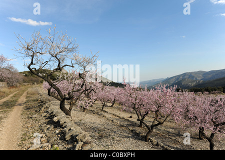 Via attraverso il frutteto di mandorla con il fiore, vicino a Benimaurell, Vall de Laguart, Provincia di Alicante, Valencia, Spagna Foto Stock