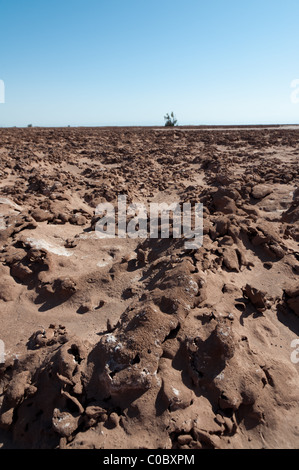 Pampa del Tamarugal, altopiano, Norte Grande, Cile, nominato da Prosopis tamarugo alberi. Foto Stock