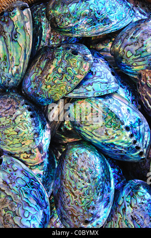 Pāua conchiglie per la vendita, Esplanade, Kaikoura, Canterbury, Isola del Sud, Nuova Zelanda Foto Stock