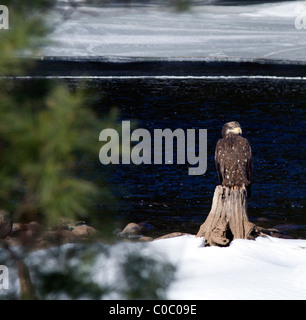 Immaturo American aquila calva Haliaeetus leucocephalus. Sulla neve accanto a un fiume. Foto Stock