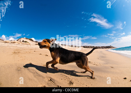 Peso del cane sulla spiaggia a Distilideros, Baja California Sur, Messico Foto Stock