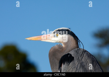 Airone blu (Ardea erodiade) Foto Stock