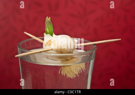 Tulip lampadina in acqua, un bambino progetto scienza Foto Stock