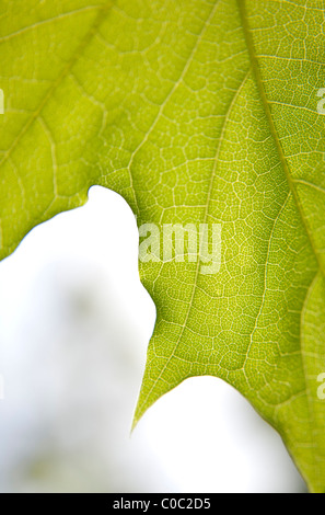 Foglia di acero dettaglio Foto Stock