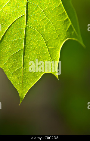 Foglia di acero dettaglio Foto Stock