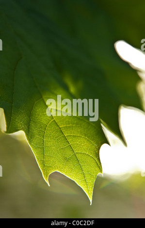 Foglia di acero dettaglio Foto Stock